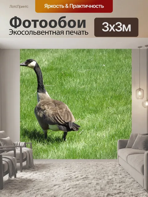 Фотообои Канадский гусь