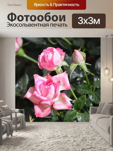 Фотообои Цветок розы