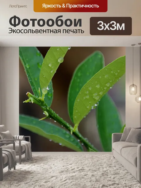 Фотообои Капли воды на зеленых листьях