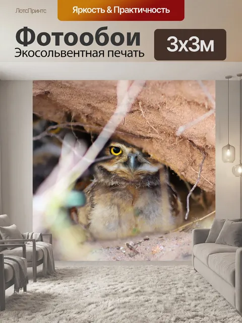 Фотообои Сова