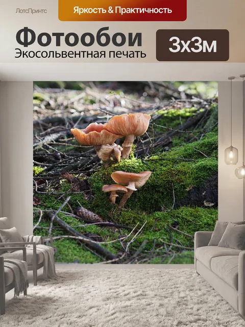 Фотообои Грибы