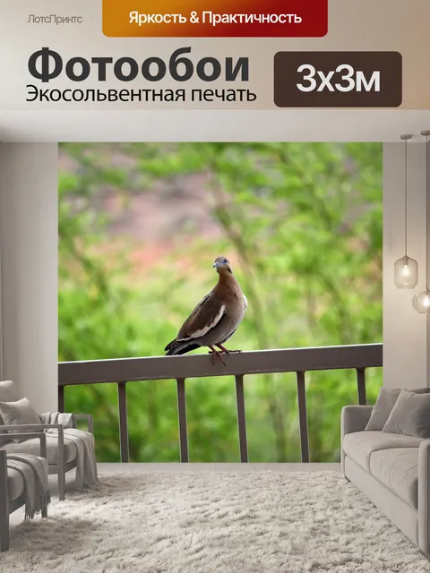 Фотообои Голубь