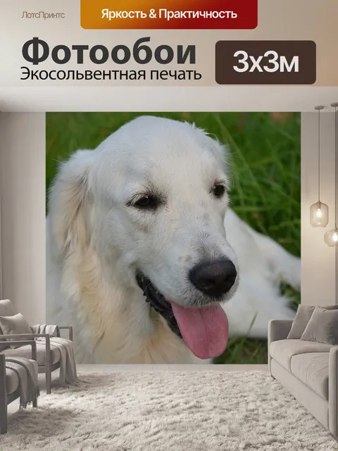 Фотообои Собака