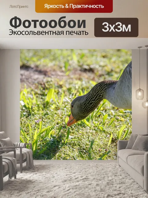 Фотообои Гуси