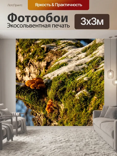 Фотообои Грибы