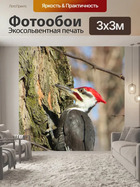 Фотообои Дятел