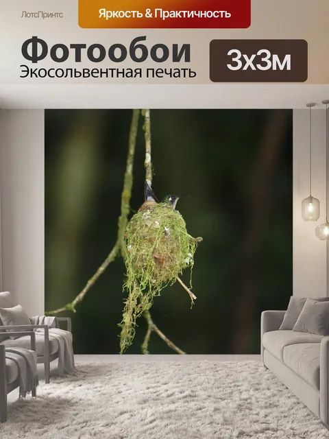 Фотообои Колибри