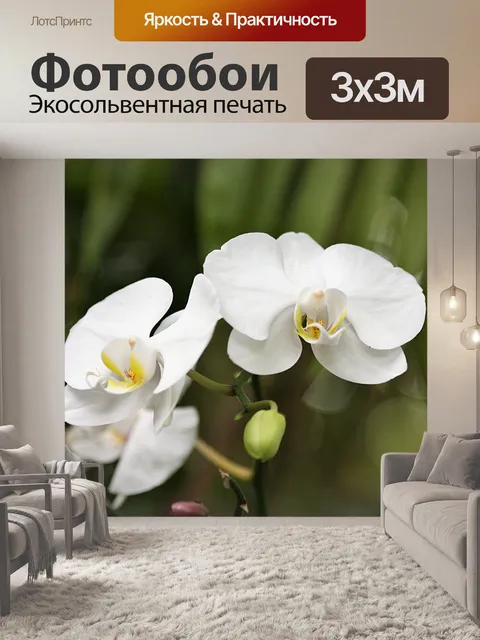 Фотообои Две белые орхидеи
