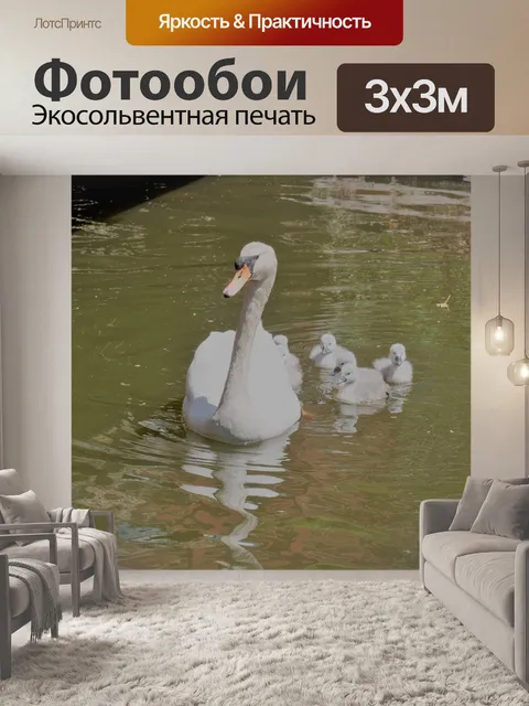 Фотообои Лебедь плывет со своими цыплятами