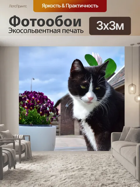 Фотообои Кошки