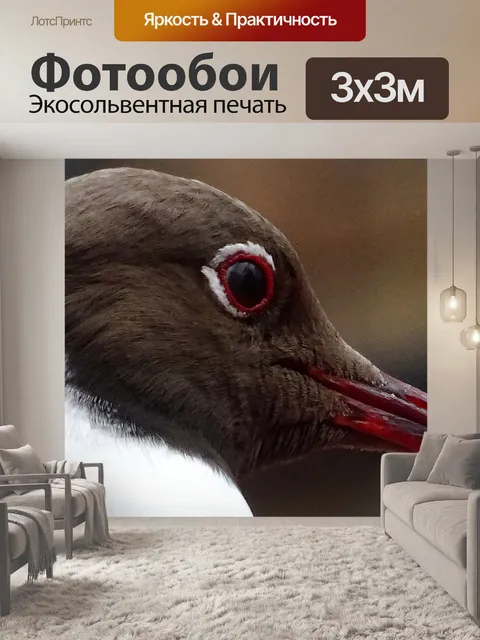 Фотообои Черная чайка крупным планом