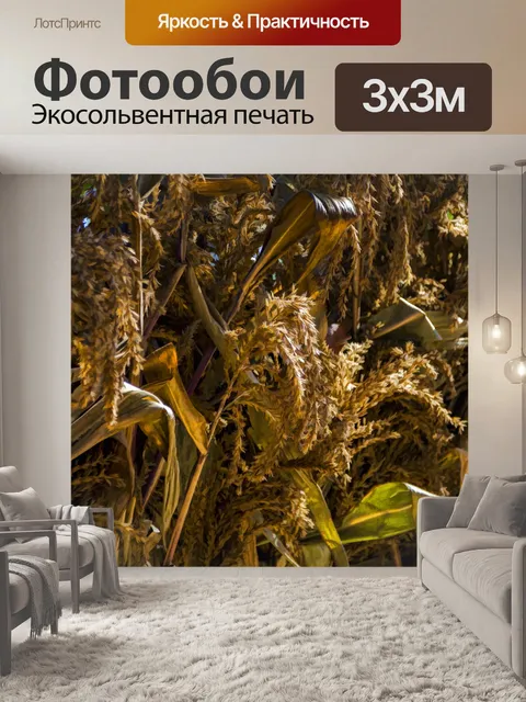 Фотообои Сушеные кукурузные стебли