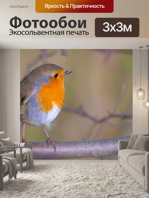 Фотообои Робин, Erithacus rubecula