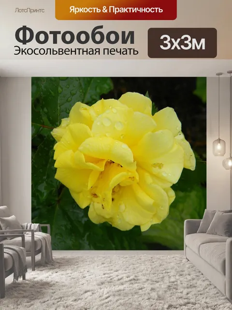 Фотообои Розы