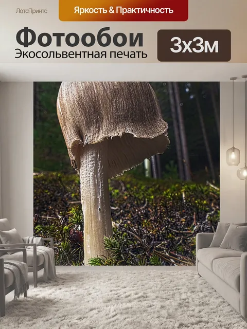 Фотообои Гриб