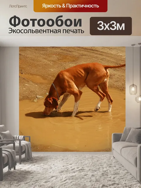 Фотообои Охотничья собака