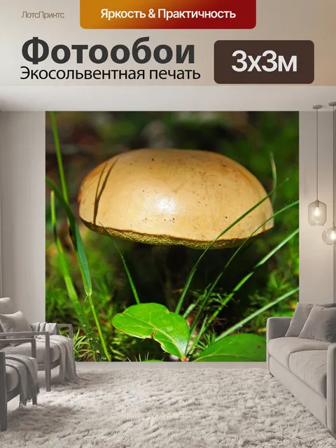 Фотообои Гриб