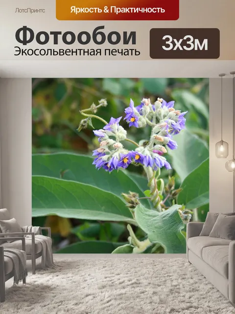 Фотообои небольшие фиолетовые цветы