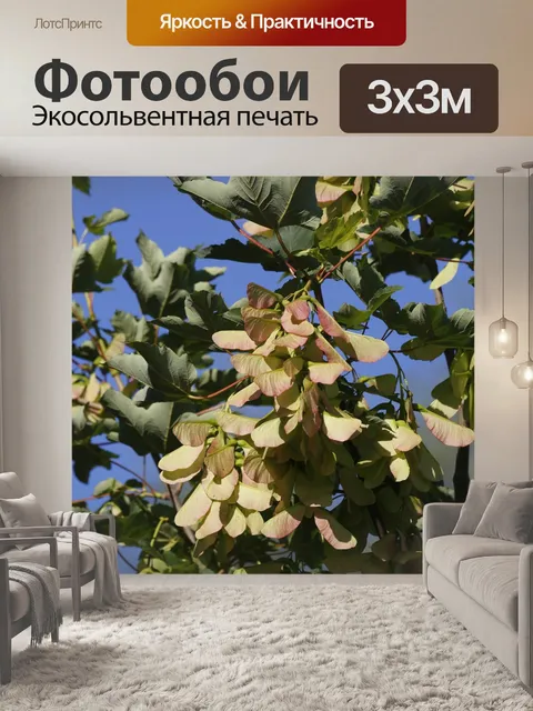 Фотообои Клен