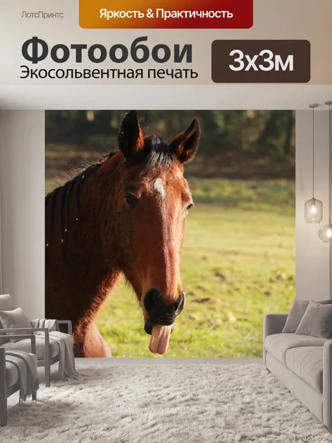Фотообои Лошадь