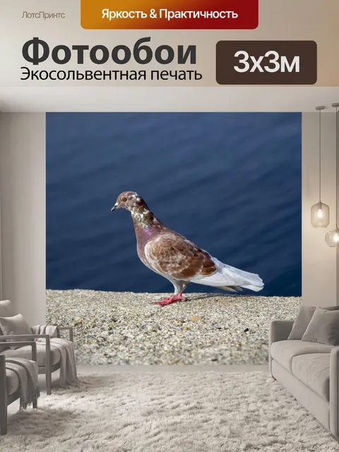 Фотообои Полное тело голубя