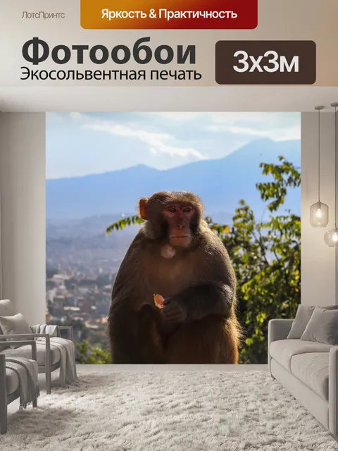 Фотообои Обезьяна