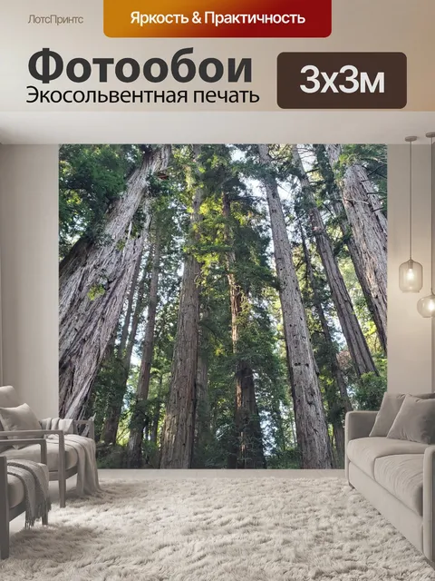 Фотообои Высокие деревья снизу