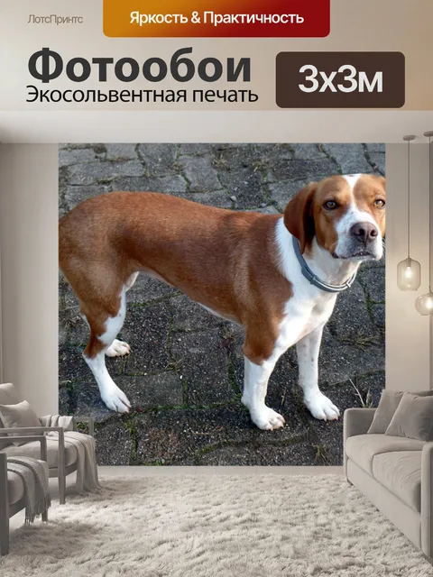 Фотообои Собака