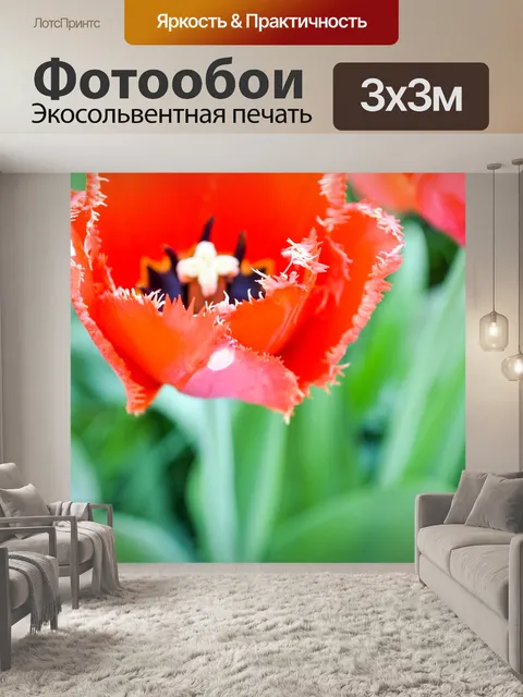 Фотообои Тюльпан