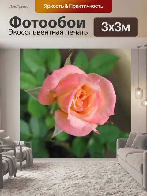 Фотообои Бутон розы