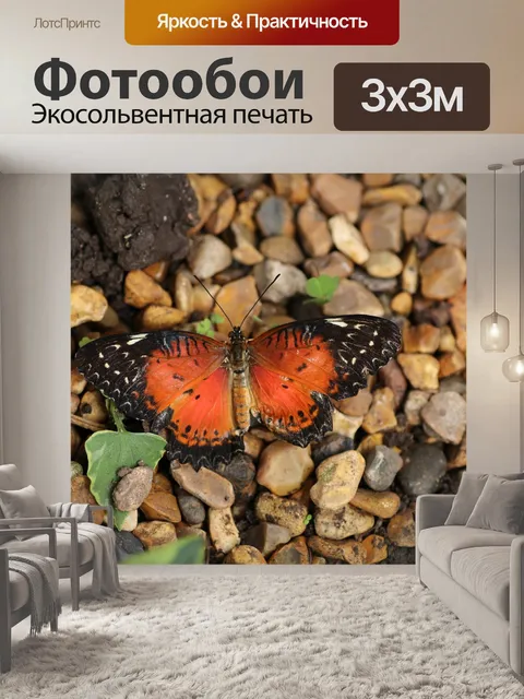 Фотообои Бабочка