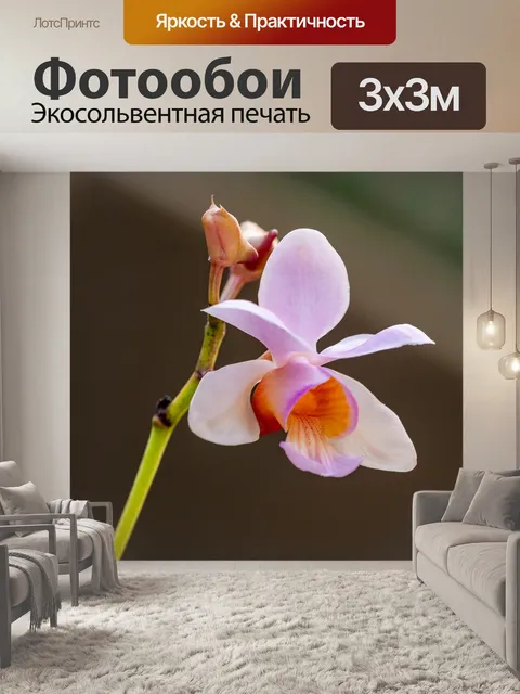 Фотообои Цветок орхидеи