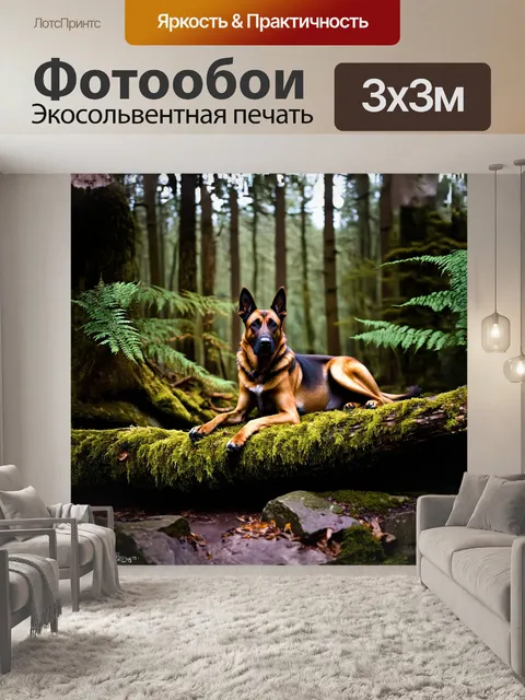 Фотообои бельгийский малинуа лежит на старом, покрытом мхом бревне в густом лесу
