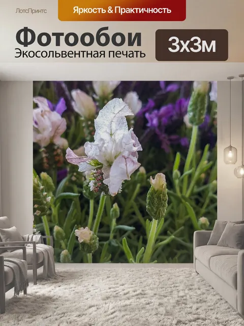 Фотообои Лаванда в цвету