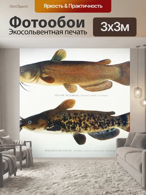 Фотообои Сом рыба искусство иллюстрации