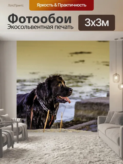 Фотообои Собака