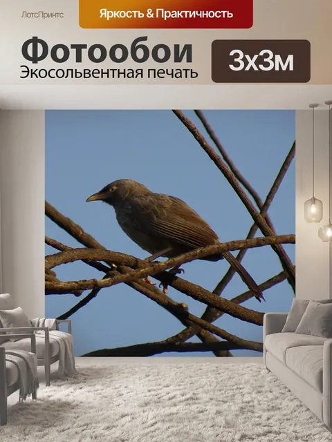 Фотообои Птица