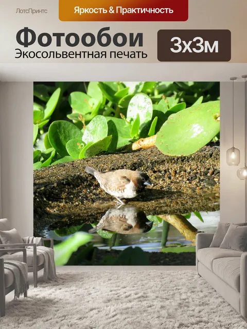 Фотообои Птица
