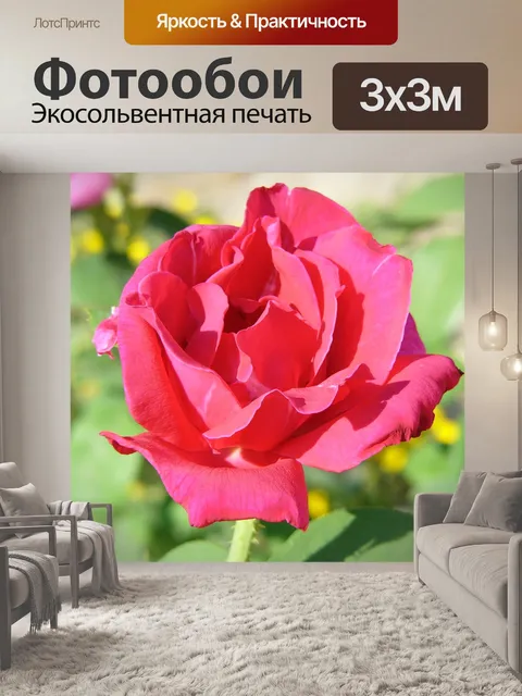 Фотообои Роза