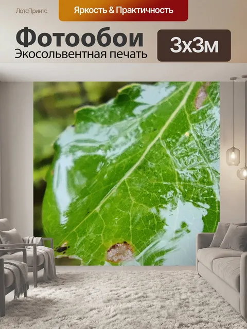 Фотообои Осенний лес, дождь, листья, береза, роса