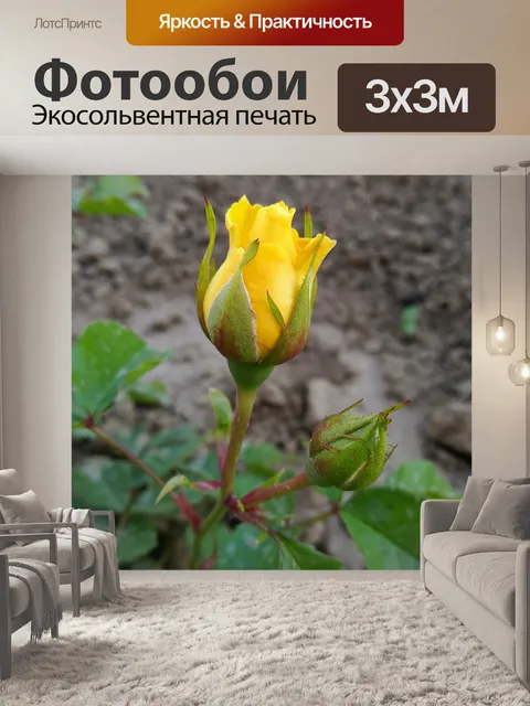 Фотообои Роза