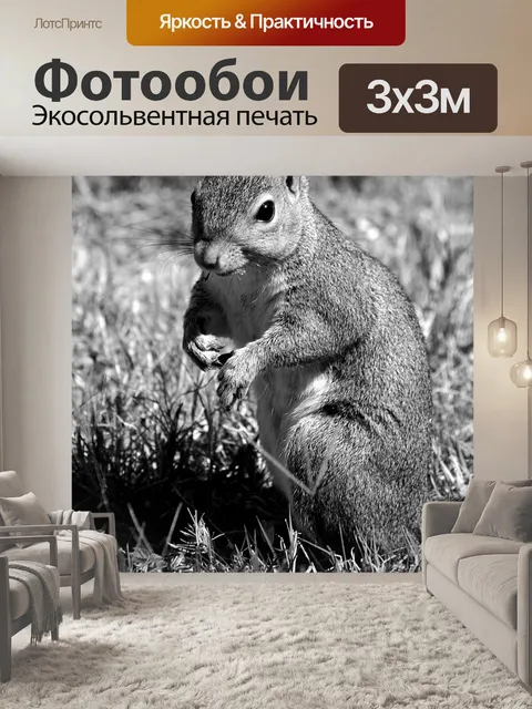 Фотообои Белка в дикой природе