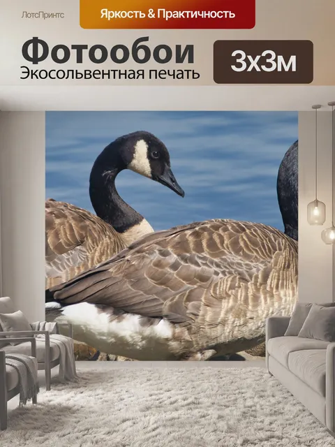 Фотообои Гуси