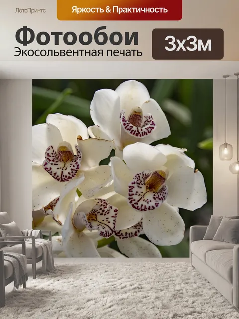 Фотообои Белые Орхидеи
