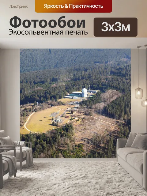 Фотообои Деревья