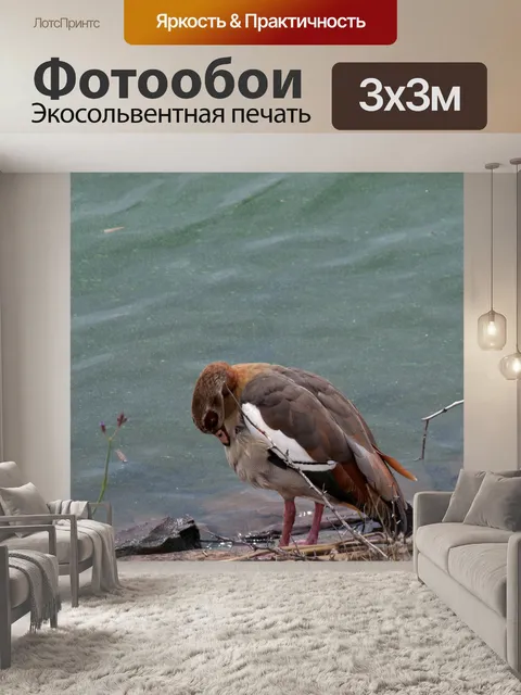 Фотообои Египетский гусь стоит на скалах