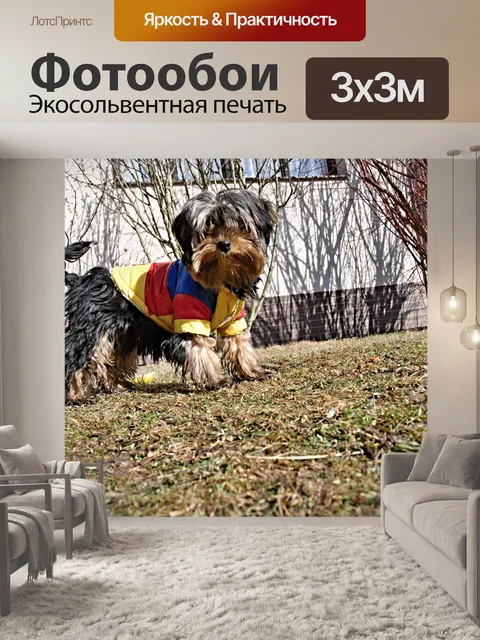 Фотообои Йоркшир на палисадник