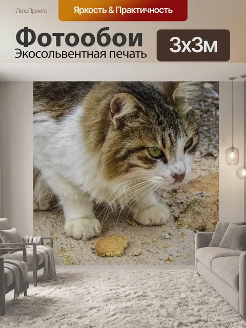 Фотообои Кошка