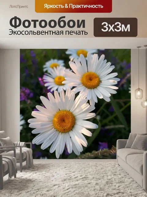 Фотообои Цветок ромашка