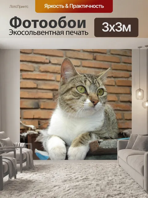 Фотообои Кот